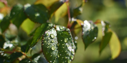 Po víkendu bude až 24 stupňů, pak se ochladí a začne pršet