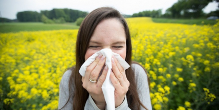 Řepka zaplavila pole. Alergici trpí, astmatici zažívají jedno z nejhorších období v roce