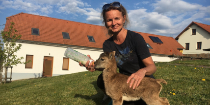 Mládě muflona, lišky, veverky nebo třeba kuny. Ochrana fauny otevírá své brány