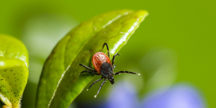 Klíště vás může nadlouho vyřadit ze hry