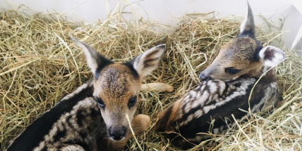 Srnčata s pupeční šňůrou odnesli od matky krátce po porodu. Přestaňme se chovat jako páni tvorstva, říká lektorka