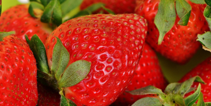 České jahody letos podraží na 120 až 150 korun za kilogram