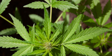 Sněmovna by mohla jednat o beztrestném pěstování marihuany pro vlastní léčbu či potřebu