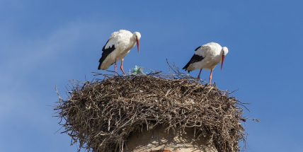 Big Brother na českých komínech. Hnízdění čápů mapují on-line kamery