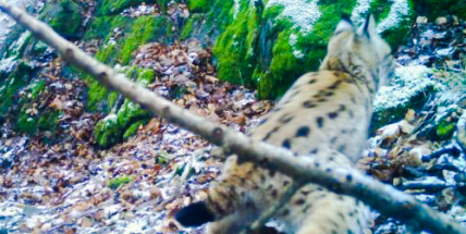 Dnes je Mezinárodní den rysů. Bude slavit i ten brdský?