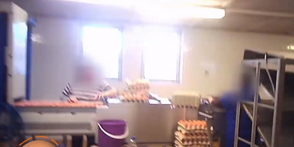 Podvod: České drůbežárny značí klecová vejce jako podestýlková