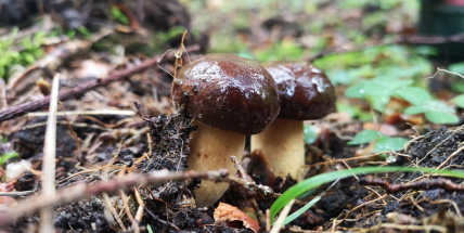 Houbařům začíná sezóna, deštivé a teplé počasí slibuje bohatou úrodu