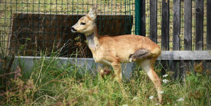 Při sekání luk umírají tisíce srnčat. Jedno z nich mělo štěstí, i když přišlo o zadní nohu, dokáže se pohybovat rychlostí blesku