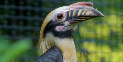 Nová mláďata a záchrana ohrožených druhů. Zoo mají co ukázat ve dne i v noci