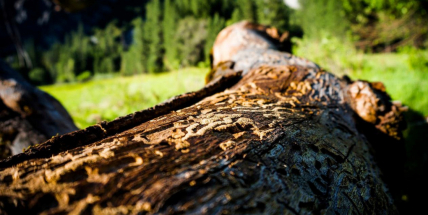 Kůrovcem je silně zasaženo či ohroženo 47 procent katastrů