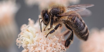 Bodnutí hmyzem může způsobit malý pupínek, ale někdy i boj o holý život