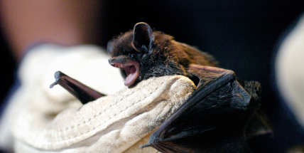 Tajuplný život netopýrů zblízka v Příbrami