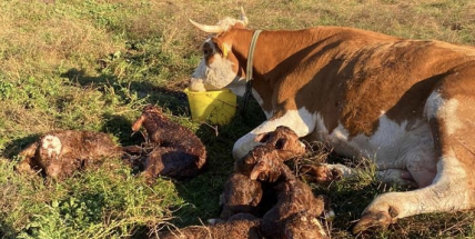 Světová rarita na Příbramsku: Krávě se na ekofarmě narodila paterčata