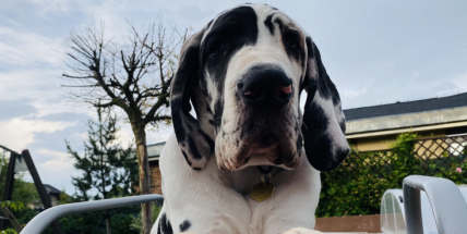 Udělejte radost svému mazlíčkovi, dnes je mezinárodní den psů