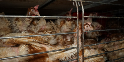 Sněmovna schválila zákaz klecových chovů slepic od roku 2027