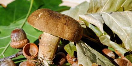 Navzdory suchu houby stále rostou. Jak je uskladnit na zimu?