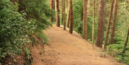 Městské lesy jsou pod novým jednatelem v zisku, vydělaly 800 tisíc