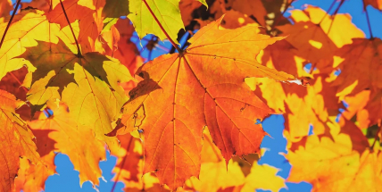 Následující dny budou slunečné. O víkendu teploměr ukáže až 23 °C