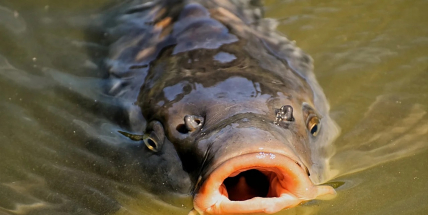 Blatenská ryba zahájila výlovy, kapr bude stát stejně jako loni