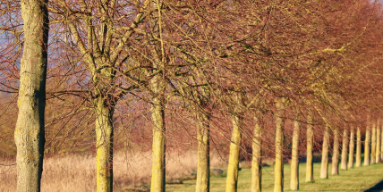 Sázejte stromy. Dotační program pro podporu nové výsadby pokračuje až do dubna