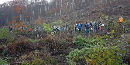 Tisíce nových stromů se i s vaší pomocí vysadí v okolí Milešova a Nového Knína