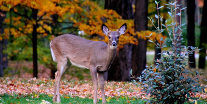 Myslivci letos zaznamenávají vysoké ztráty