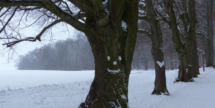 Meteorologové vydali předpověď na listopad. Sněhu se dočkáme až v závěru měsíce