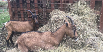 Zvířata v minizoo na Nováku nekrmte, můžete jim ublížit
