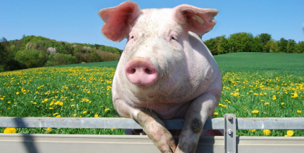 Soutěže o hodnotné ceny startují: Vyhrajte s pribram.cz prase