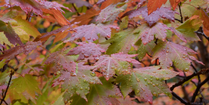 Meteorologové: Říjen byl v Česku neobvykle deštivý