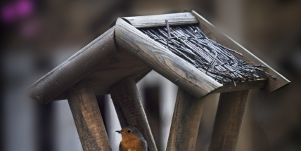 Pro Čechy je krmení ptactva na zimu národním sportem