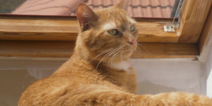 Dvacka, granule, deky. I tak přispějete na lepší život koček a psů v útulcích