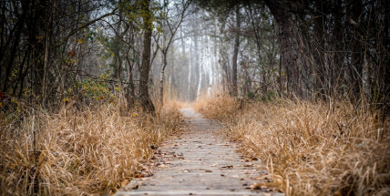 Bílé Vánoce asi opět nebudou, prosincová předpověď počítá o svátcích s teplotami nad nulou