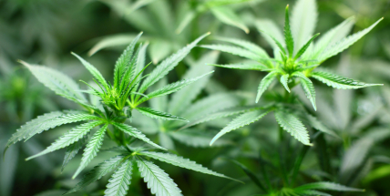 Sněmovna reprezentantů hlasovala pro dekriminalizaci marihuany