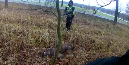 Video: Policisté zachránili život sraženému dravci