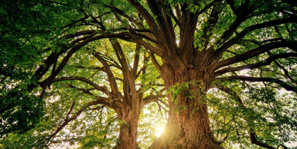 Loňský rok byl pátý nejteplejší za 246 let