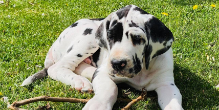 Registr psů bude provozovat veterinární komora, vláda souhlasí