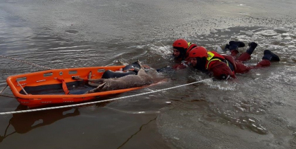 Sedlčanští hasiči zachránili tonoucí srnu