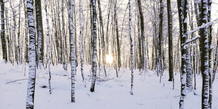 Příští týden má být mrazivý a začne znovu sněžit. Teploty spadnou až k minus patnácti stupňům