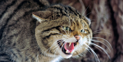Vědci potvrdili výskyt kočky divoké v okolí Dobříše