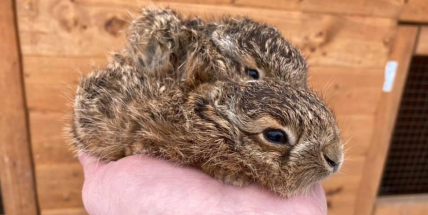 Mláďata nám nenoste, nejsou opuštěná, naléhají záchranáři