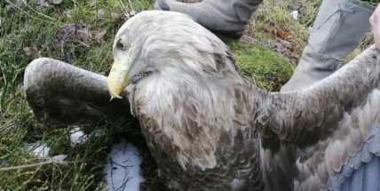 Na Rožmitálsku byl nalezen mrtvý orel mořský, záchranáři mají podezření na otravu