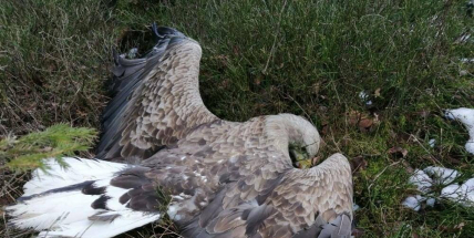 Na Příbramsku někdo zřejmě otrávil 16 zvířat včetně orla mořského