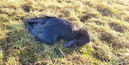 Ochránci přírody: Líčení otrávených návnad je trýznivá praktika, která může být nebezpečná i pro lidi