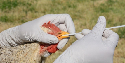 Na Příbramsku je ohnisko ptačí chřipky. Chovatel nahlásil úhyn 25 slepic