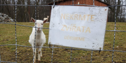 Shnilá rajčata, cibule a ořechy. V minizoo na Nováku otrávili lidé další kozu