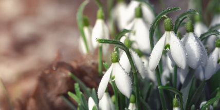 Dnes začíná astronomické jaro, počasí ale bude ještě pár dnů zimní