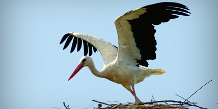 Hnízdo v Rožmitále pod Třemšínem se letos stalo velmi atraktivním. Přilákalo i další čapí pár