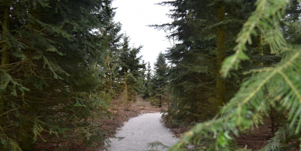 Les ve městě: Jedlový hájek v Dobříši se obrozuje