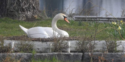 Labutě opět sídlí na Nováku, hnízdo si postavily na ostrůvku